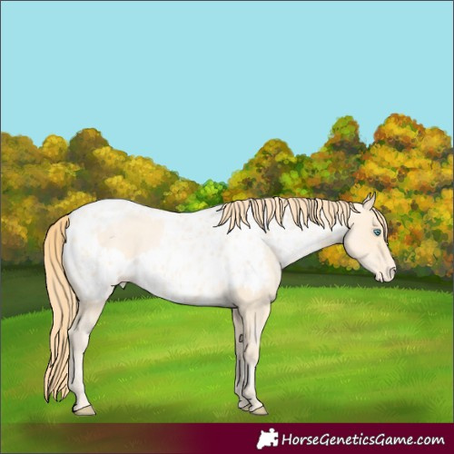 Horse Color:Buckskin Roan Pearl and Buckskin Roan Pearl Near Leopard