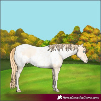 Horse Color:Buckskin Roan Pearl  and Buckskin Roan Pearl Near Leopard 