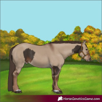 Horse Color:Liver Chestnut  and Liver Red Dun 