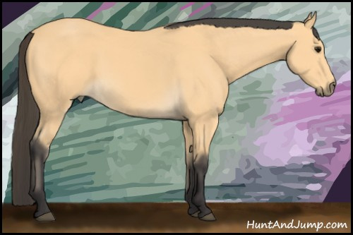 Horse Color:Buckskin 