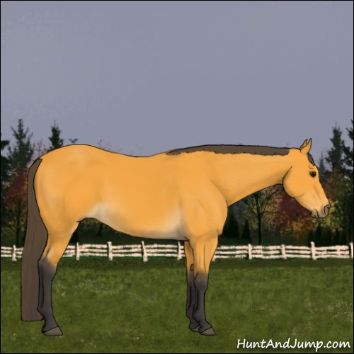 Horse Color:Buckskin 