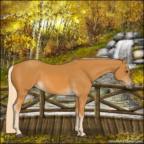 Horse Color:Palomino 