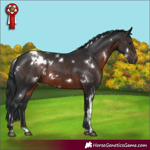 Horse Color:White Spotted Brown 