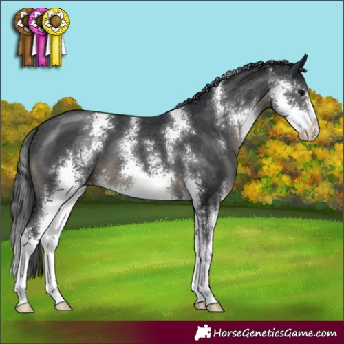 Horse Color:Black Sabino Appaloosa 