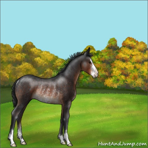 Horse Color:Brown Sabino Rabicano 