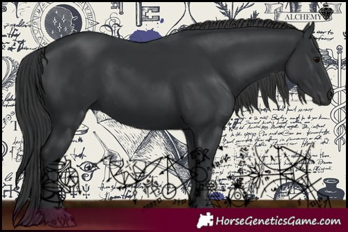 Horse Color:Black 