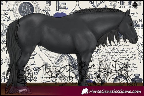 Horse Color:Black 