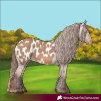 Horse Color:Red Dun Appaloosa 