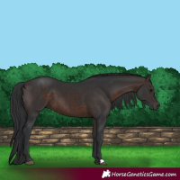 Horse Color:Brown 