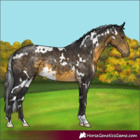 Horse Color:White Spotted Buckskin 