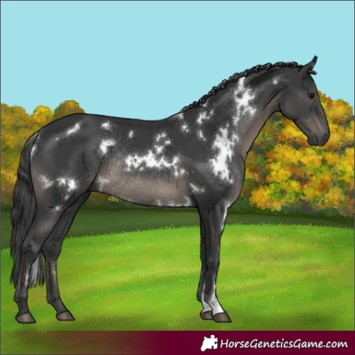 Horse Color:White Spotted Black Rabicano 