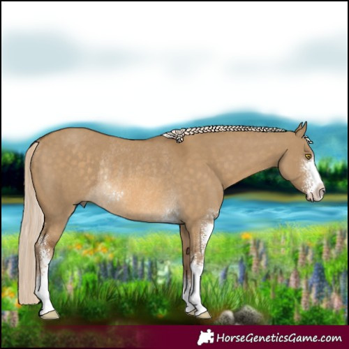 Horse Color:Chocolate Palomino Dun Sabino Rabicano