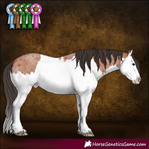 Horse Color:Bay Roan Splash 