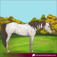 Horse Color:Classic Champagne Ice Roan Rabicano