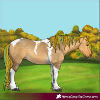 Horse Color:Painted Buckskin Dun Tobiano Rabicano 