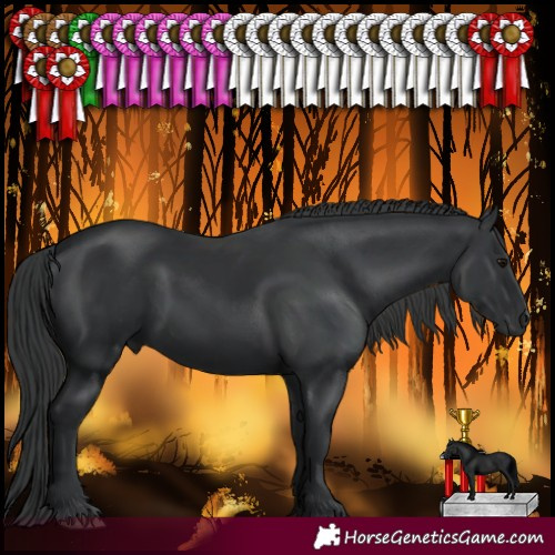 Horse Color:Black 