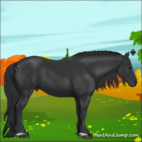 Horse Color:Black 