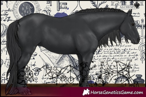 Horse Color:Black 