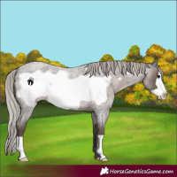 Horse Color:Silver Blue Roan Frame 
