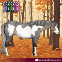 Horse Color:Silver Smoky Blue Roan Frame 
