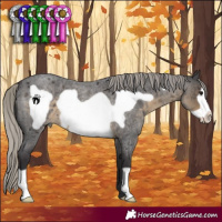 Horse Color:Silver Smoky Blue Roan Frame 