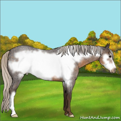 Horse Color:Silver Smoky Blue Roan Frame 