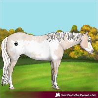 Horse Color:Silver Smoky Creme Roan Frame