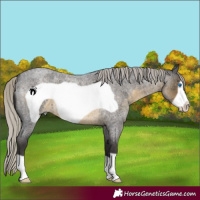 Horse Color:Silver Smoky Blue Roan Frame 