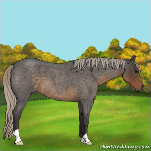 Horse Color:Silver Smoky Blue Roan 