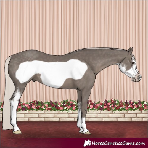Horse Color:Silver Black Sabino Frame 