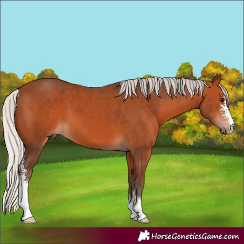 Horse Color:Silver Bay Sabino 