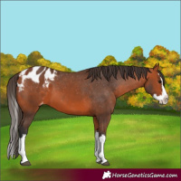 Horse Color:Bay Splash Appaloosa 