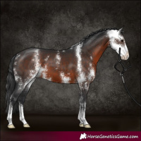 Horse Color:Brown Sabino