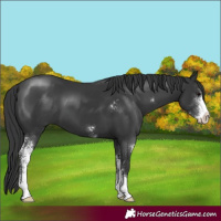 Horse Color:Black Sabino 
