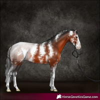 Horse Color:Brown Sabino