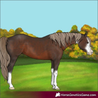Horse Color:White Spotted Liver Chestnut 