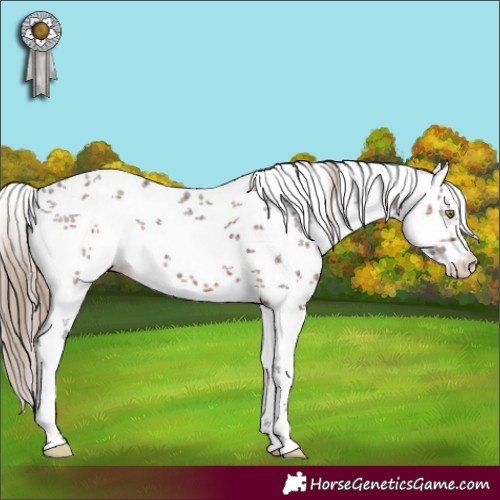 Horse Color:White Spotted Liver Chestnut Sabino