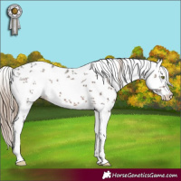 Horse Color:White Spotted Liver Chestnut Sabino 