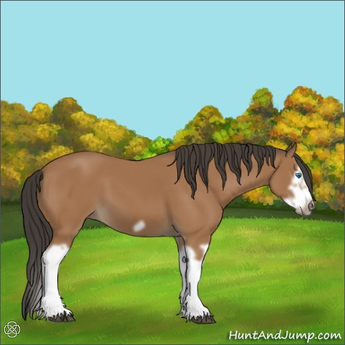 Horse Color:Bay Splash Frame