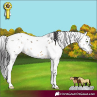 Horse Color:White Spotted Buckskin Sabino 