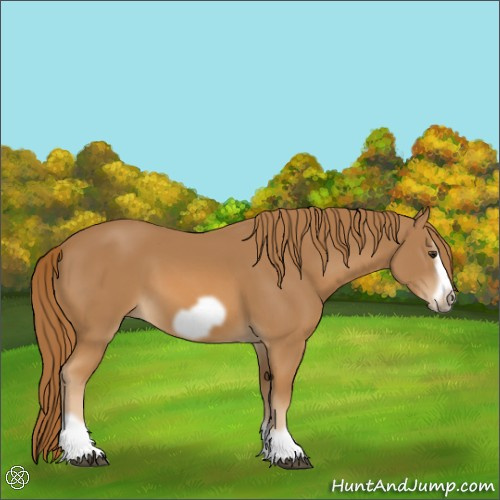 Horse Color:Chestnut Splash Frame