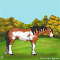 Horse Color:Bay Splash Frame 
