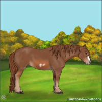 Horse Color:Chestnut Splash Frame 