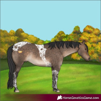 Horse Color:Bay Dun Tobiano Rabicano 