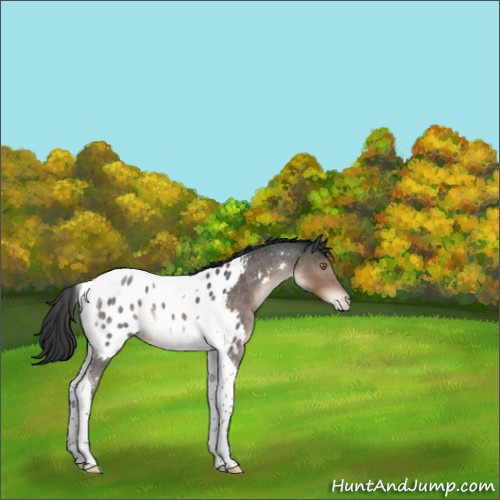 Horse Color:Brown Roan Tobiano Appaloosa 