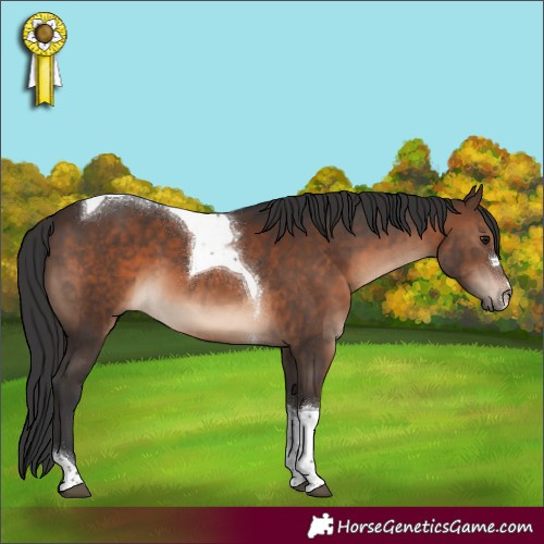 Horse Color:Brown Tobiano