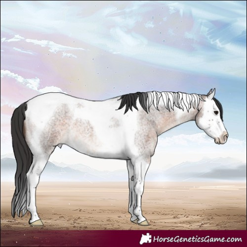 Horse Color:Brown Roan Splash Tobiano 