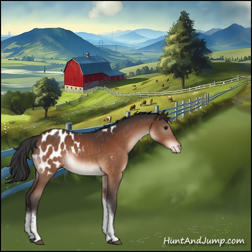 Horse Color:Bay Tobiano Appaloosa 