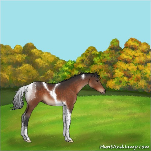 Horse Color:Brown Tobiano 