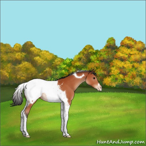 Horse Color:Bay Tobiano Snowcap 